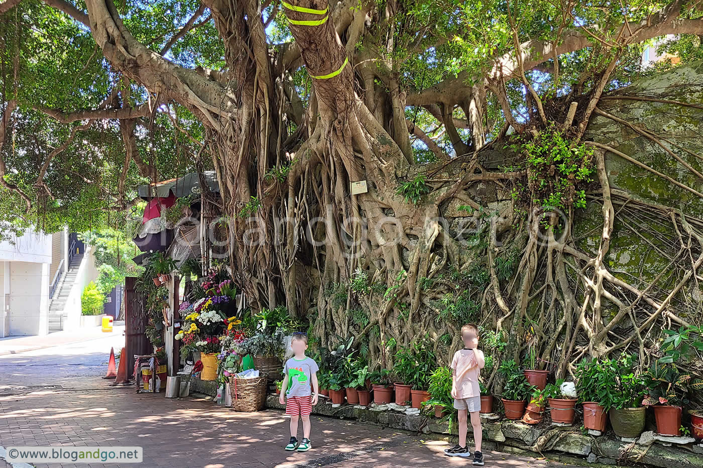 Stanley - Stone Wall Trees